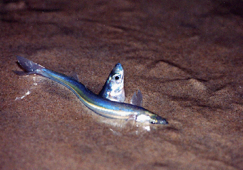 Image description